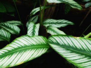 calathea para trazer boa energia