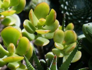 Plantas que trazem sorte e dinheiro