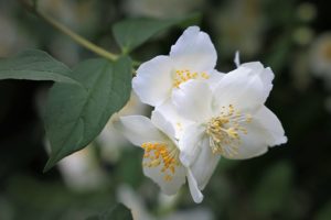 Plantas que trazem sorte e dinheiro